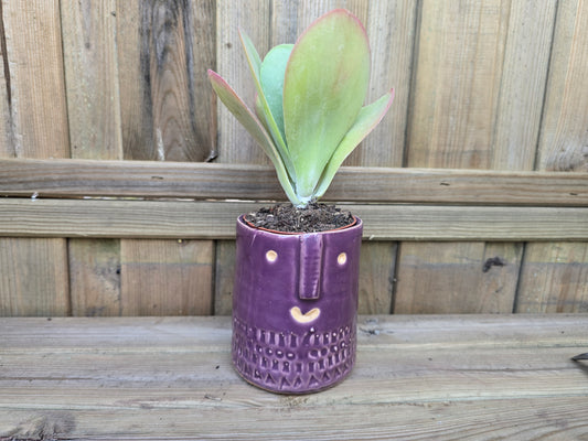 8.5cm Purple Zamora Face Pot with Drop-In Succulent