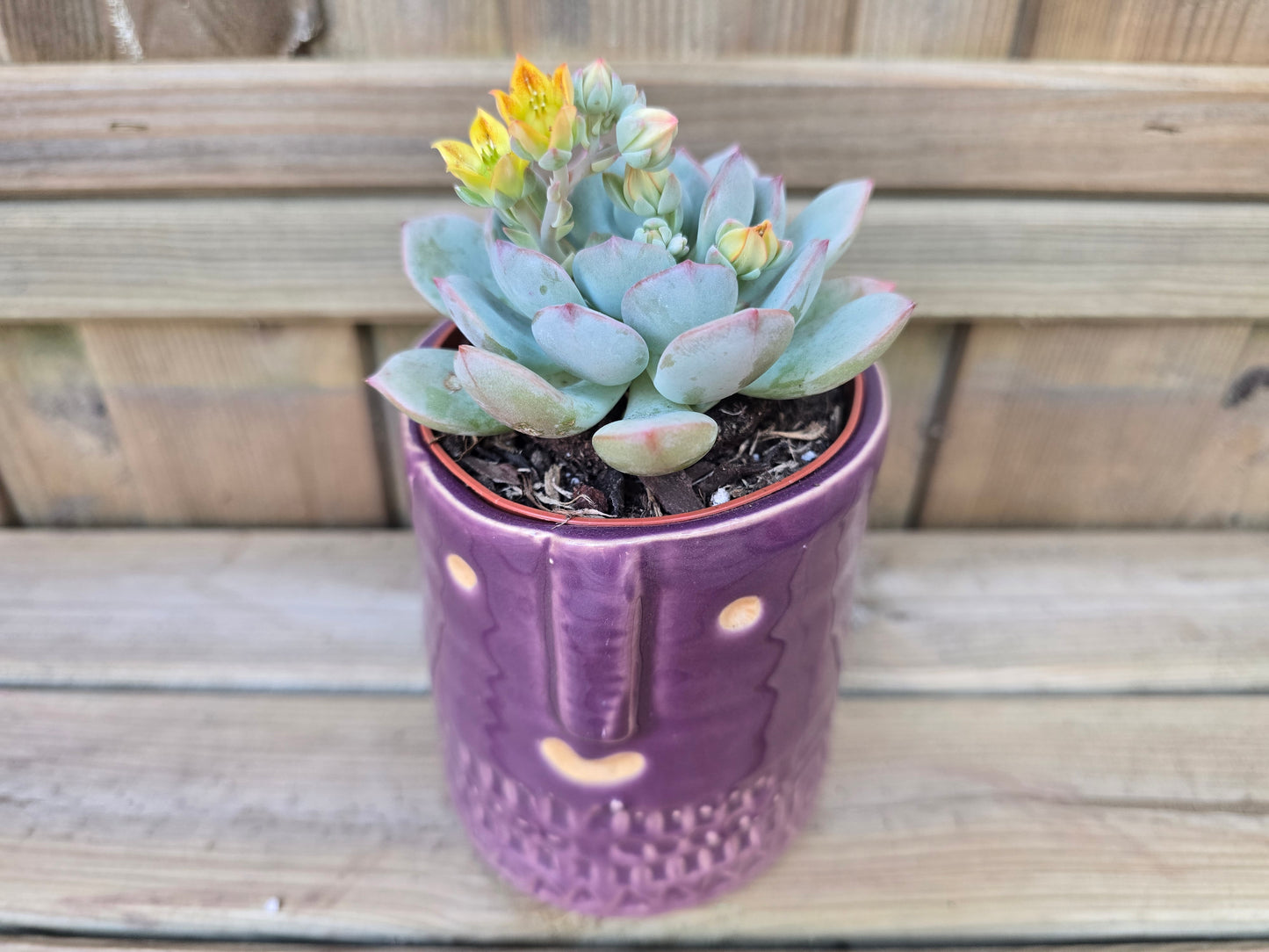 8.5cm Purple Zamora Face Pot with Drop-In Succulent