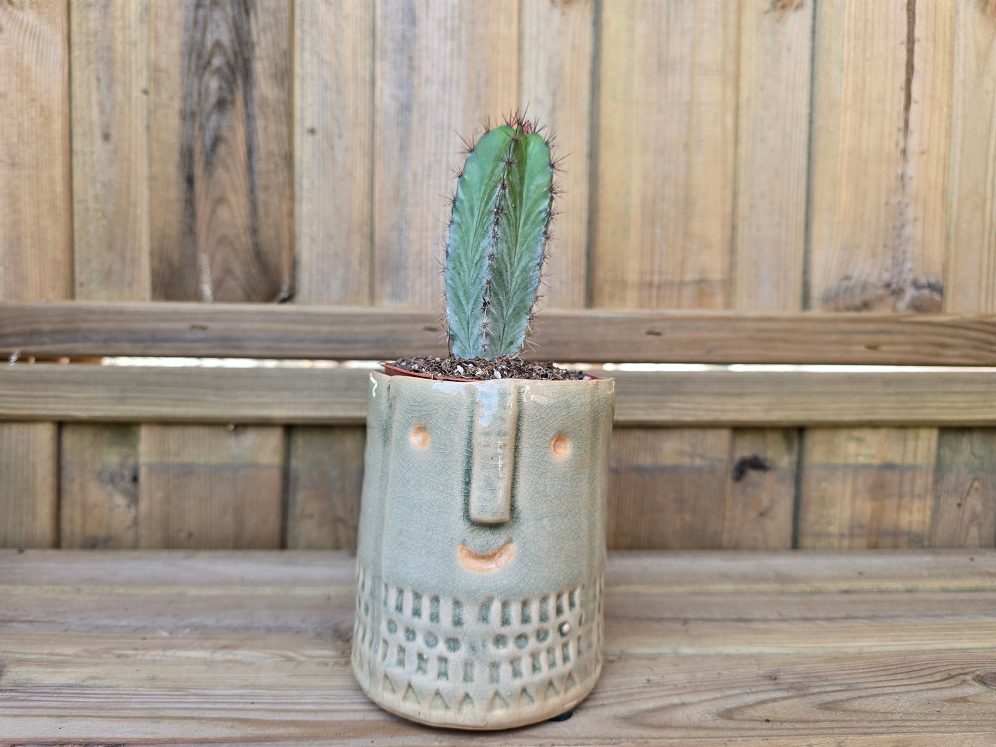 8.5cm Grey Zamora Face Pot with Drop-In Cactus