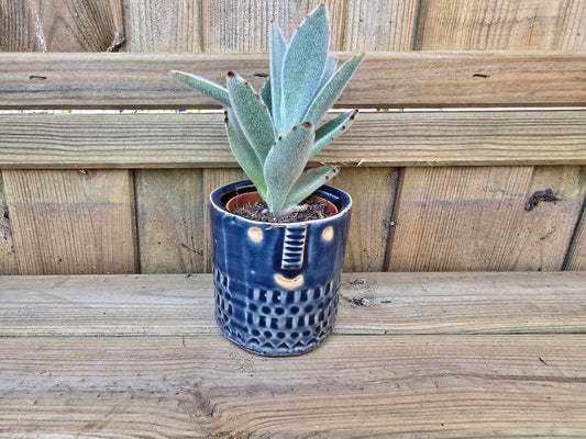 5.5cm Zamora Navy Blue with Drop-in Succulent