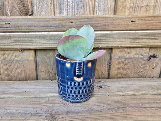5.5cm Zamora Navy Blue with Drop-in Succulent