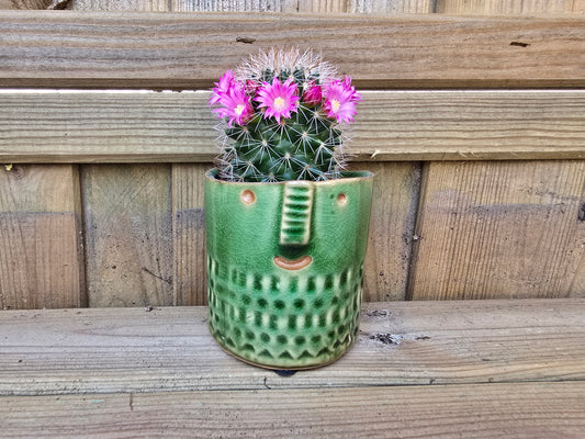 5.5cm Zamora Green with Drop-in Cactus