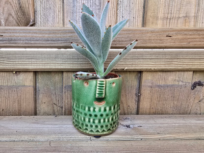 5.5cm Zamora Green with Drop-in Succulent