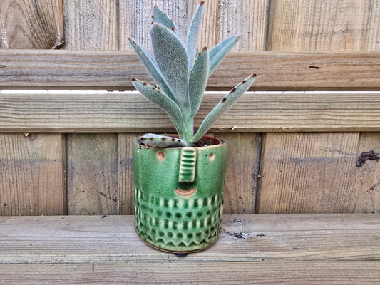 5.5cm Zamora Green with Drop-in Succulent