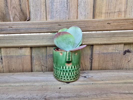 5.5cm Zamora Green with Drop-in Succulent
