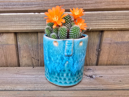 5.5cm Zamora Sea Blue with Drop-in Cactus