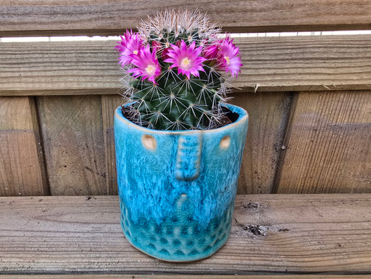 5.5cm Zamora Sea Blue with Drop-in Cactus