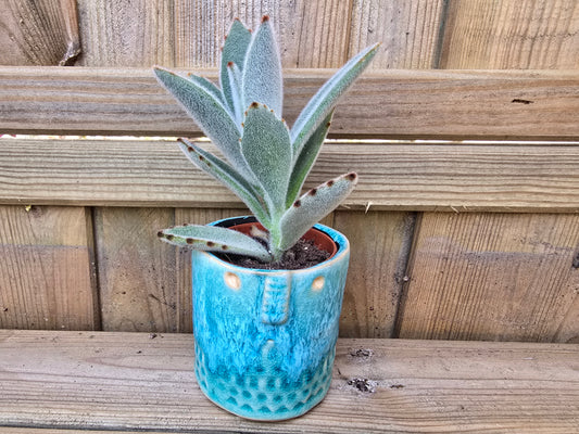 5.5cm Zamora Sea Blue with Drop-in Succulent