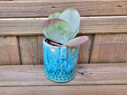 5.5cm Zamora Sea Blue with Drop-in Succulent