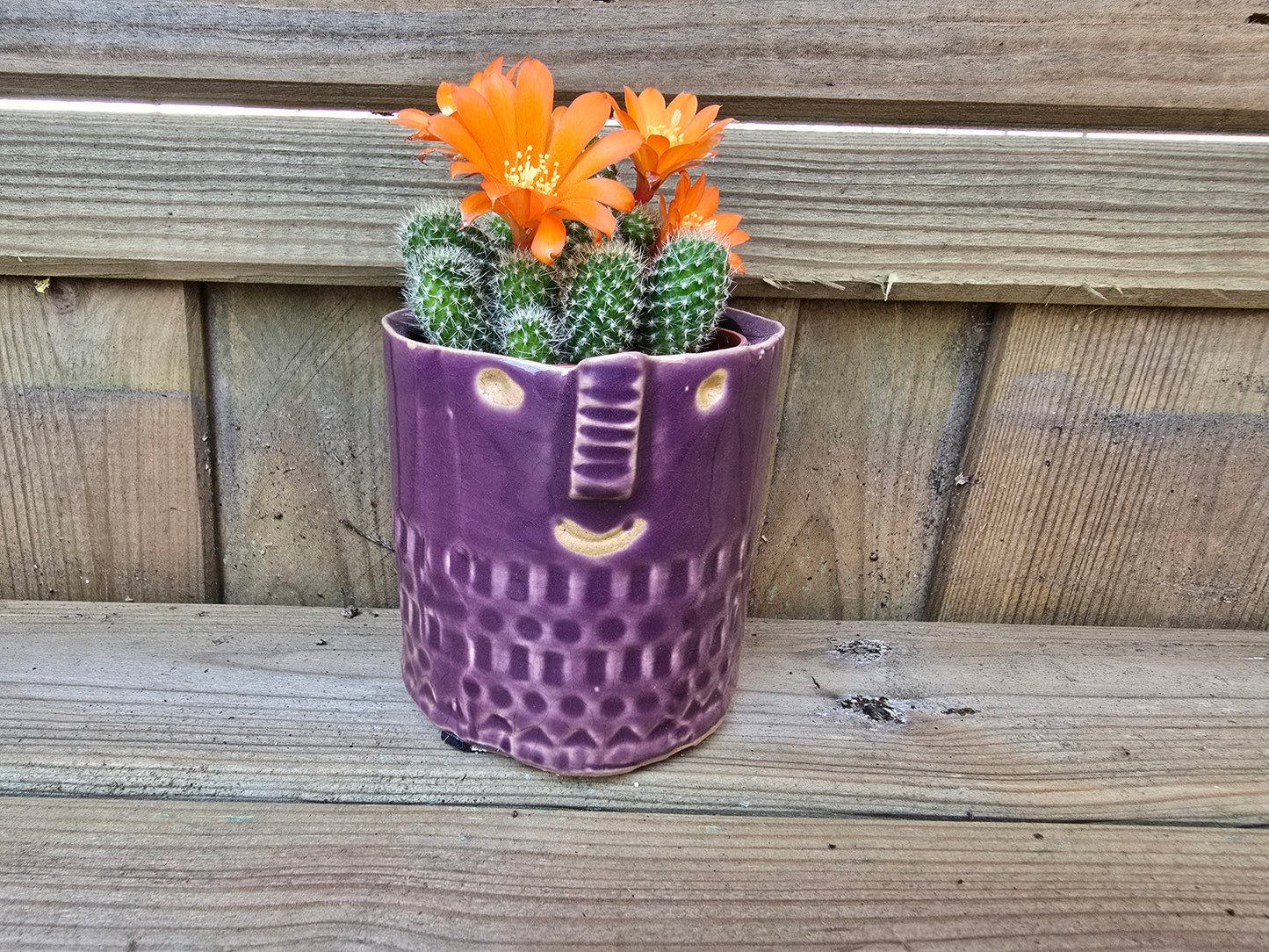 5.5cm Zamora Purple with Drop-in Cactus