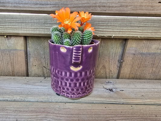 5.5cm Zamora Purple with Drop-in Cactus