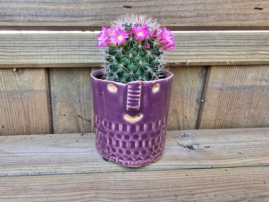 5.5cm Zamora Purple with Drop-in Cactus