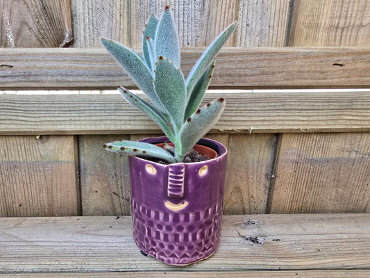 5.5cm Zamora Purple with Drop-in Succulent