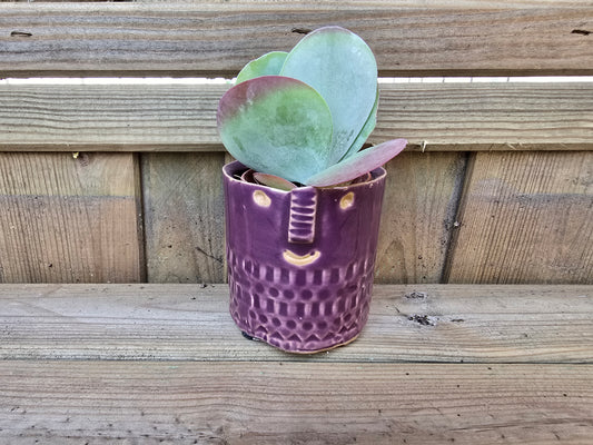5.5cm Zamora Purple with Drop-in Succulent