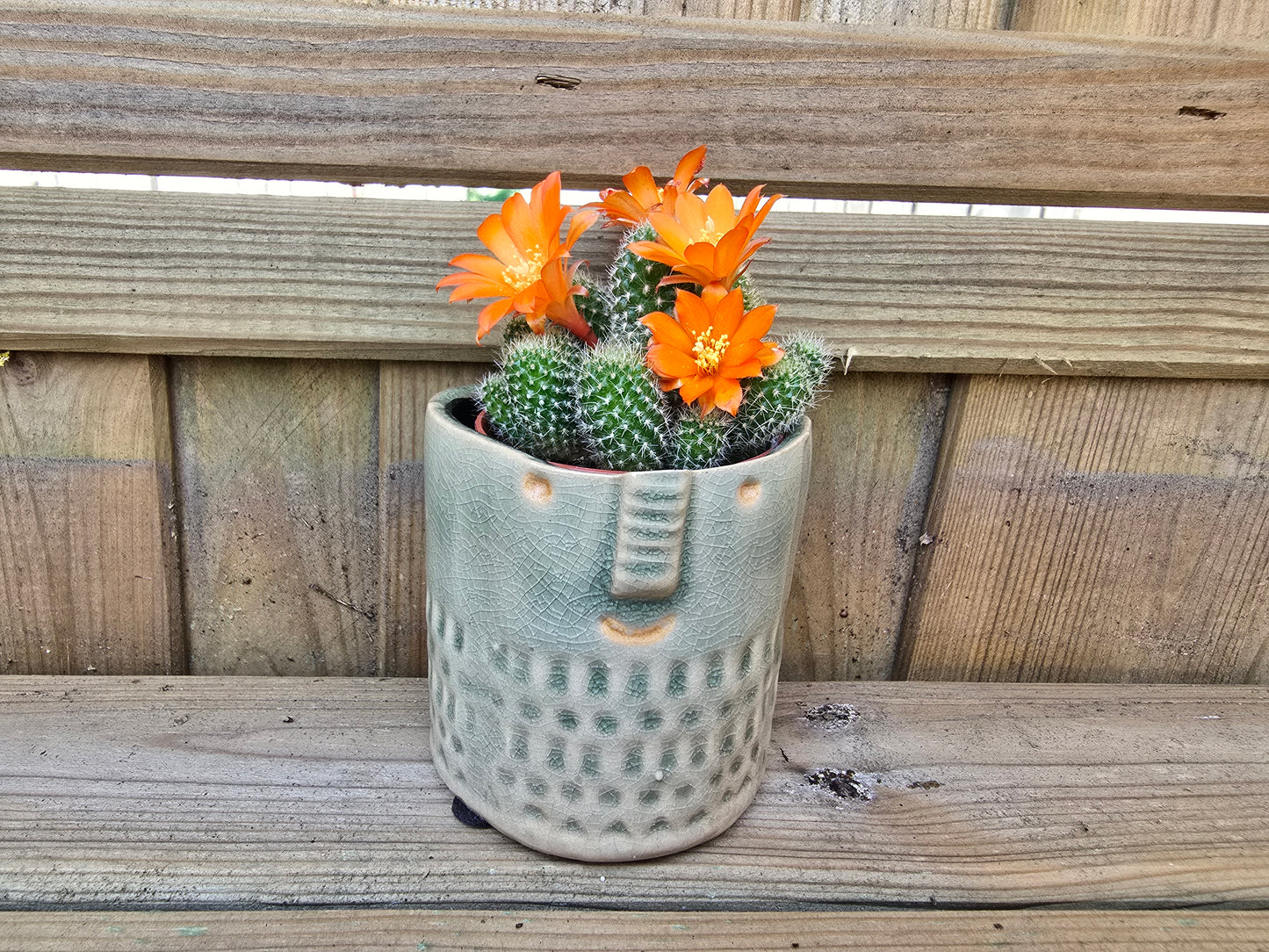 5.5cm Zamora Grey with Drop-in Cactus