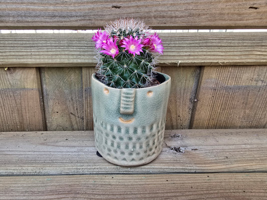 5.5cm Zamora Grey with Drop-in Cactus