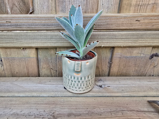 5.5cm Zamora Grey with Drop-in Succulent