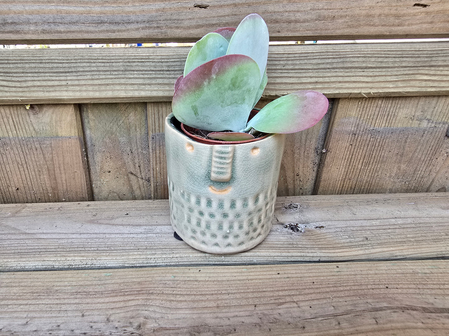 5.5cm Zamora Grey with Drop-in Succulent