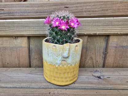 5.5cm Zamora Yellow with Drop-in Cactus