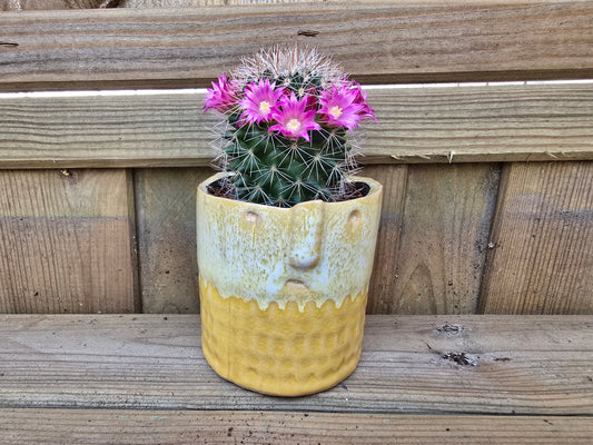 5.5cm Zamora Yellow with Drop-in Cactus