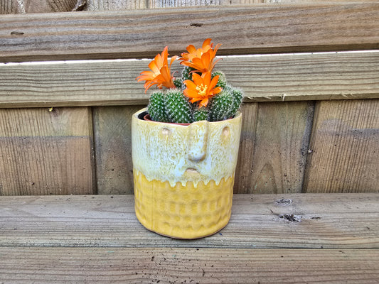 5.5cm Zamora Yellow with Drop-in Cactus