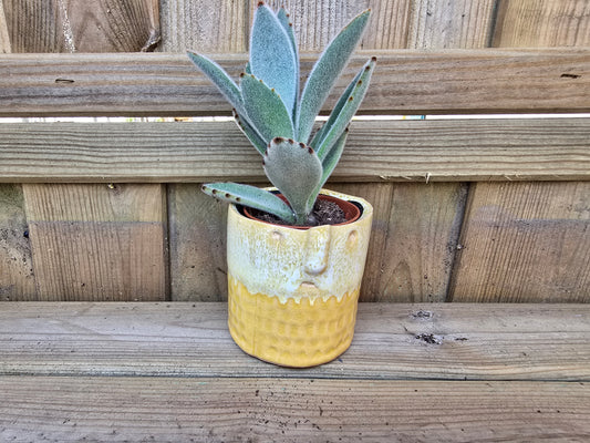 5.5cm Zamora Yellow with Drop-in Succulent