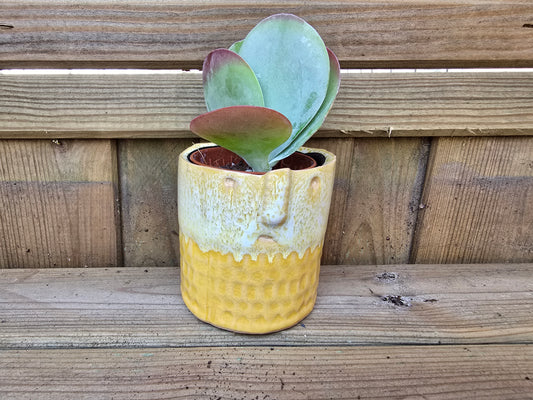 5.5cm Zamora Yellow with Drop-in Succulent
