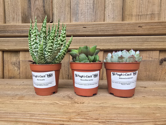 5.5cm Succulent Rosette Mix of 3
