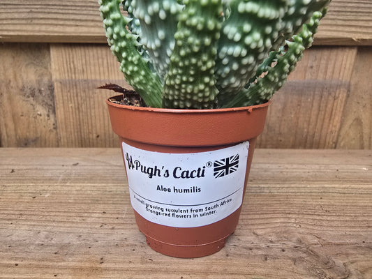5.5cm Succulent Random Mix of 3