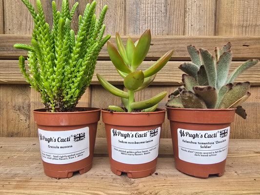 5.5cm Succulent Stalky Mix of 3