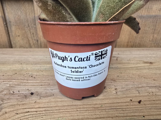 5.5cm Succulent Stalky Mix of 3