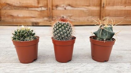 5.5cm Cacti Round Mix of 3