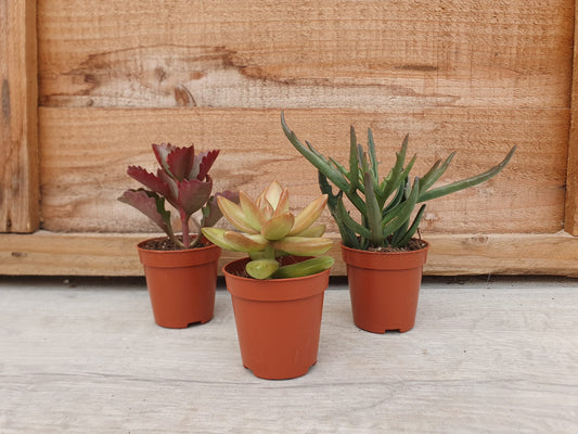 5.5cm Succulent Stalky Mix of 3