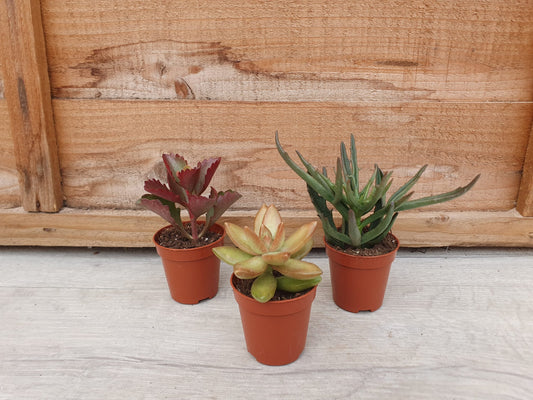 5.5cm Succulent Stalky Mix of 3