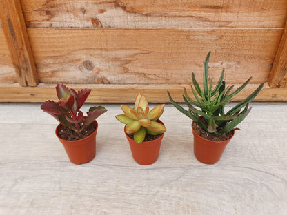 5.5cm Suez Misty Sea Pot with Succulent