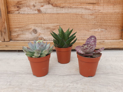 5.5cm Succulent Rosette Mix of 3