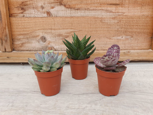 5.5cm Succulent Rosette Mix of 3