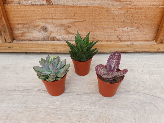 5.5cm Succulent Rosette Mix of 3