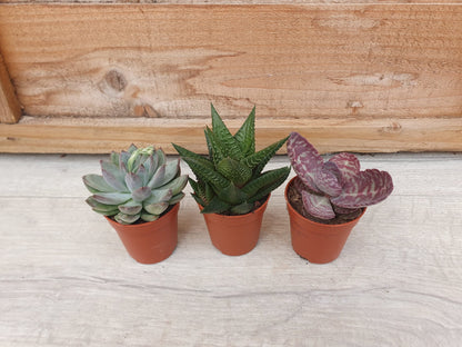 5.5cm Suez Cappuccino Pot with Succulent