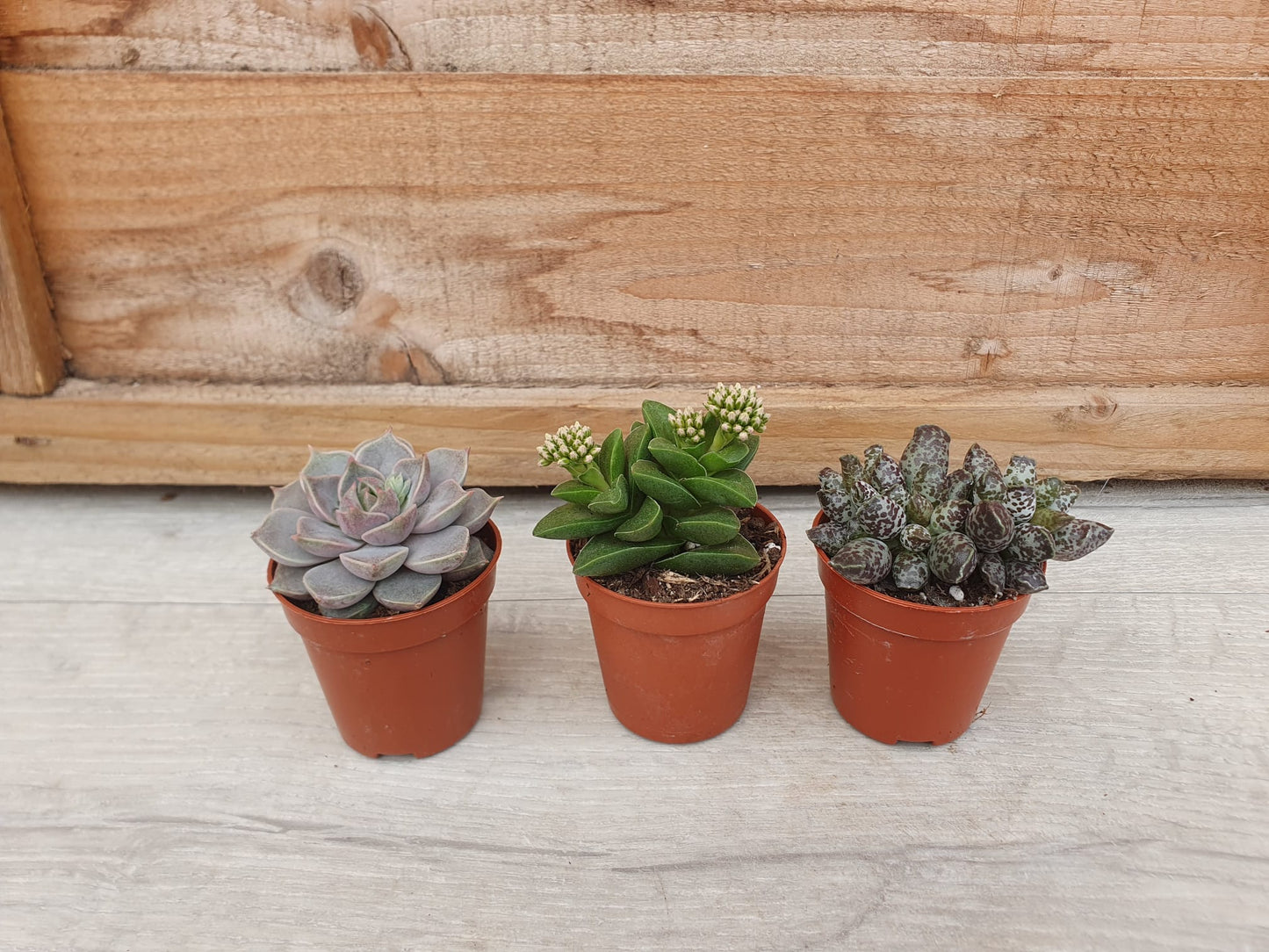 5.5cm Suez Cappuccino Pot with Succulent