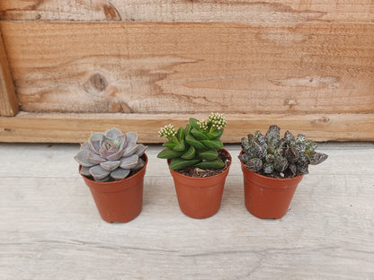5.5cm Suez Cappuccino Pot with Succulent