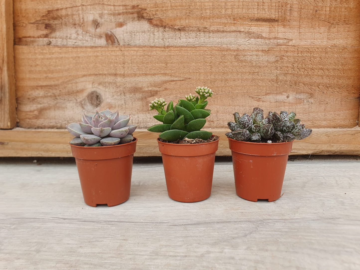 5.5cm Succulent Random Mix of 3