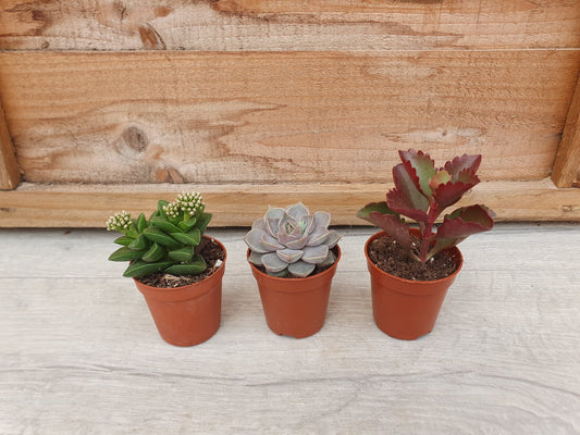 5.5cm Succulent Random Mix of 3