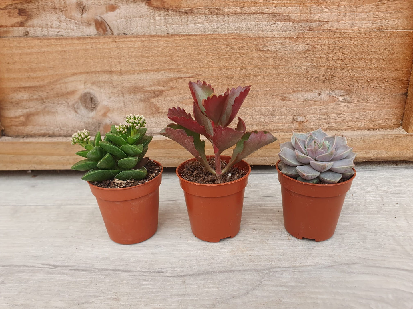 5.5cm Suez Blue Marble Pot with Succulent