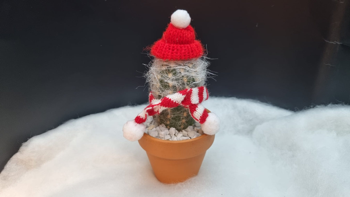 DIY Cactus Kit - Winter Woolly Cactus